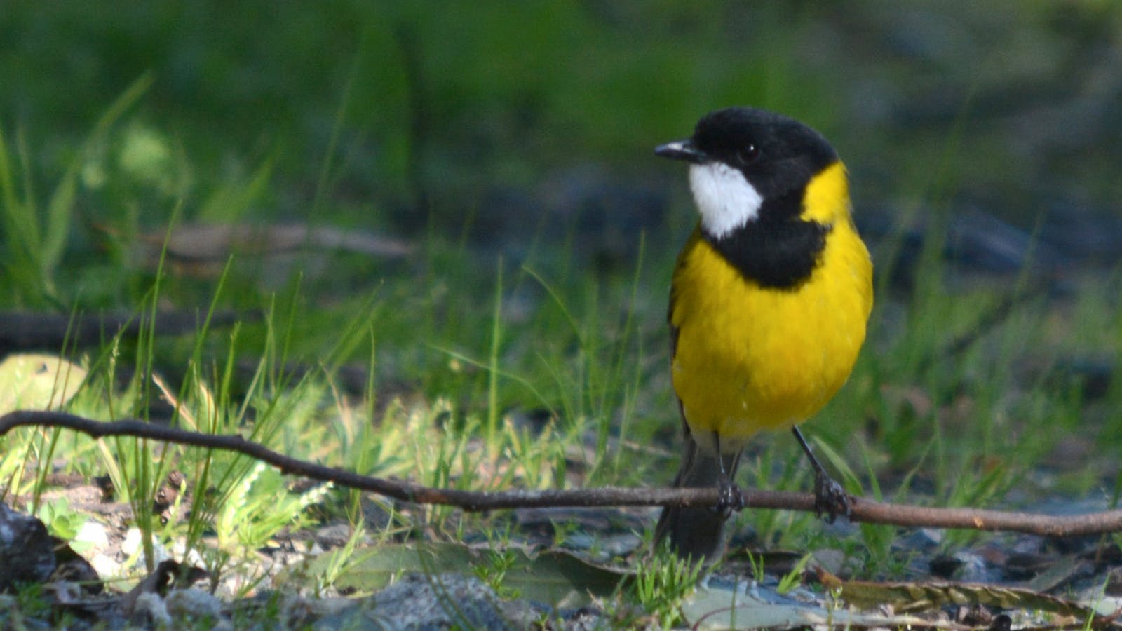 A Western Whistler on a Perth Birds and Bush birdwatching tour.