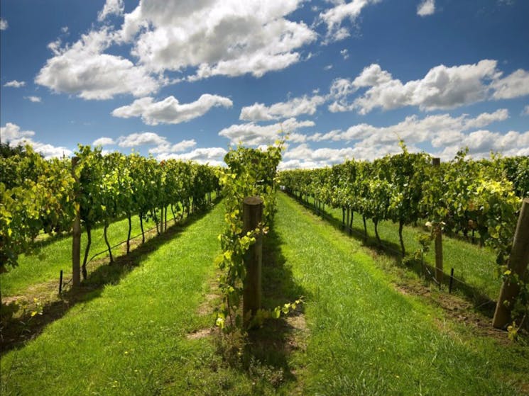 Southern Highland Wines