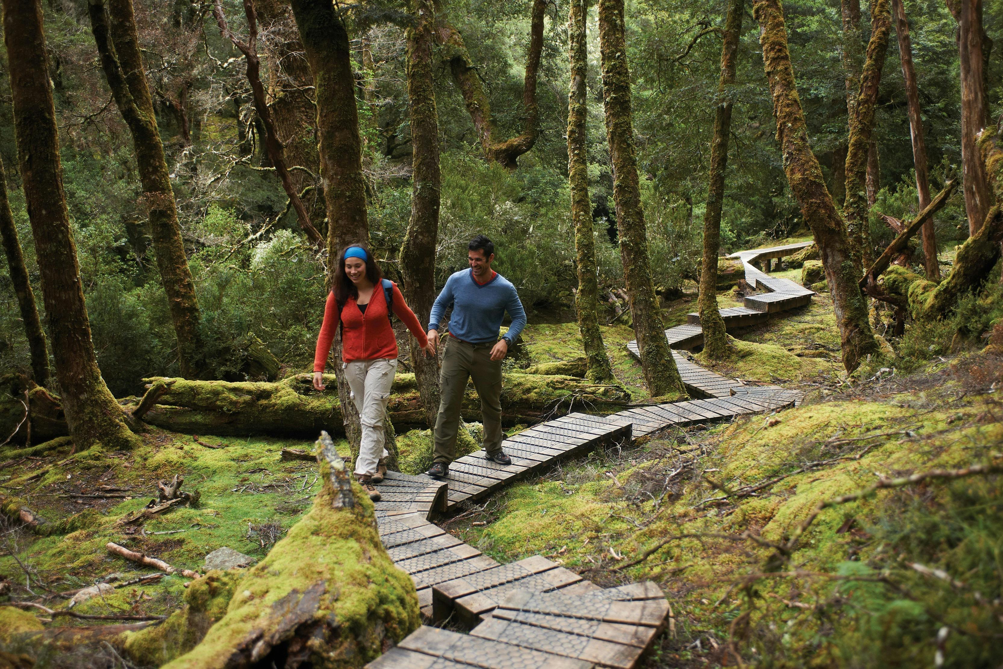 Explore the ancient rain forest