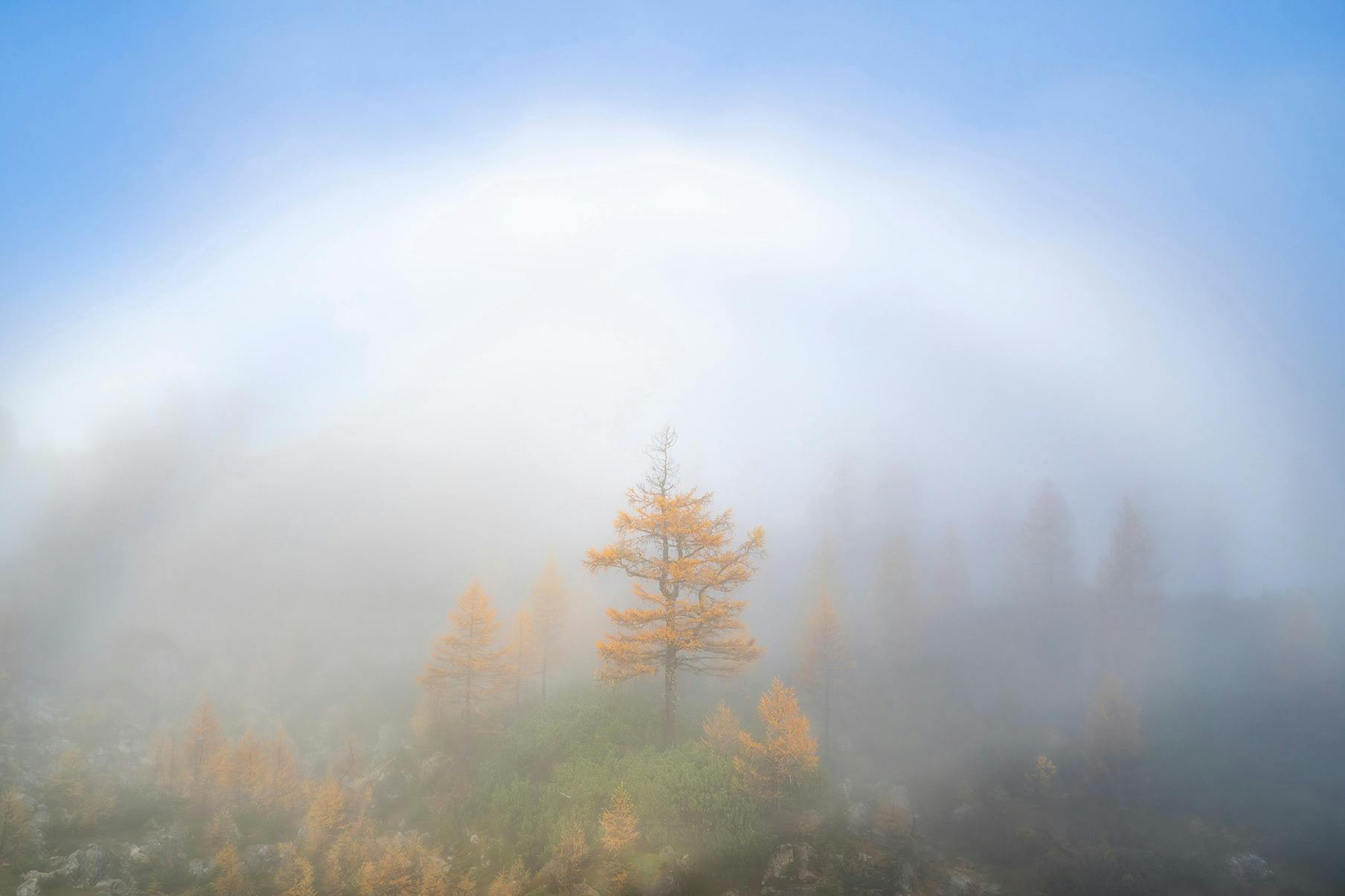 Photograph of a fogbow over an Autumnal tree by Matt Palmer