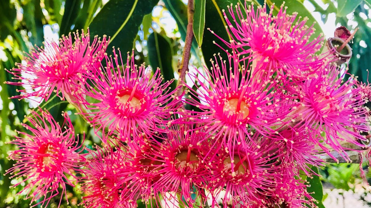 Bloodwood flowers