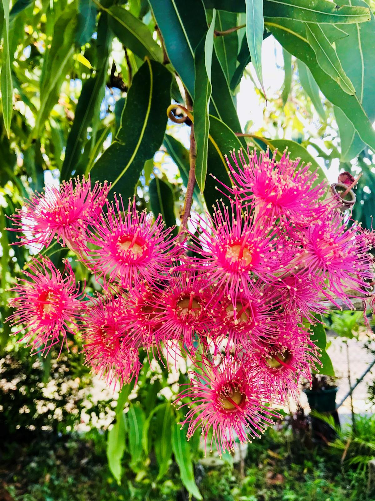 Bloodwood flowers
