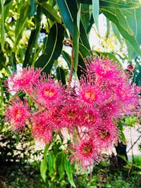 Bloodwood flowers