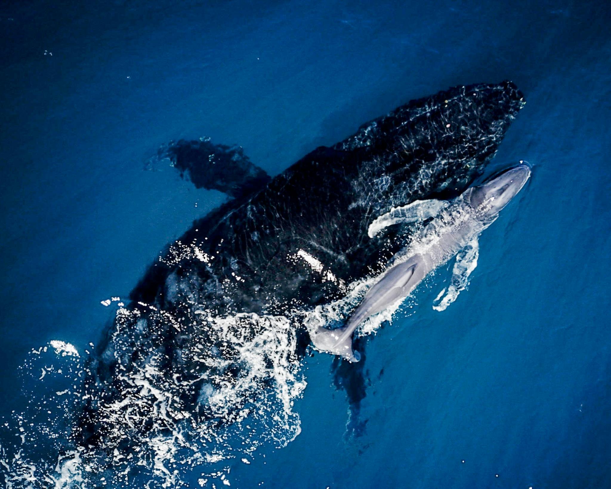 Ningaloo Ecology Cruises Glass Bottom Boat, Exmouth, Western Australia