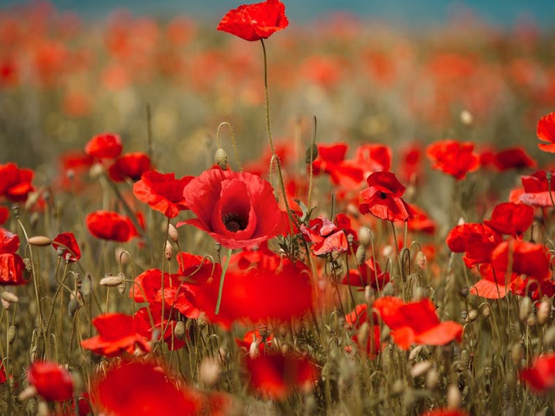 Image for Paint and Create Poppies for Anzac Day with Lyn Anstey