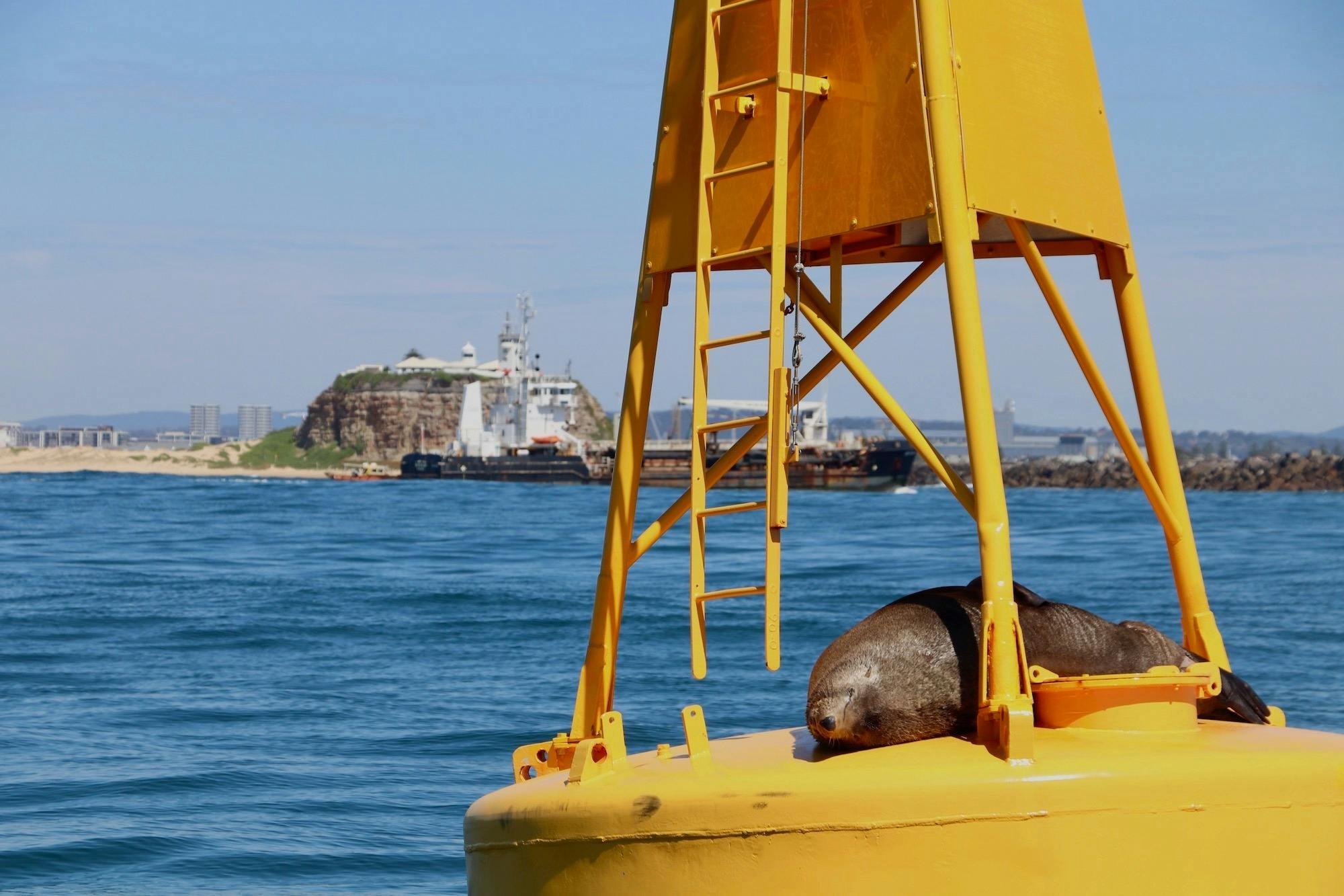 New Zealand Fur Seal Newcastle