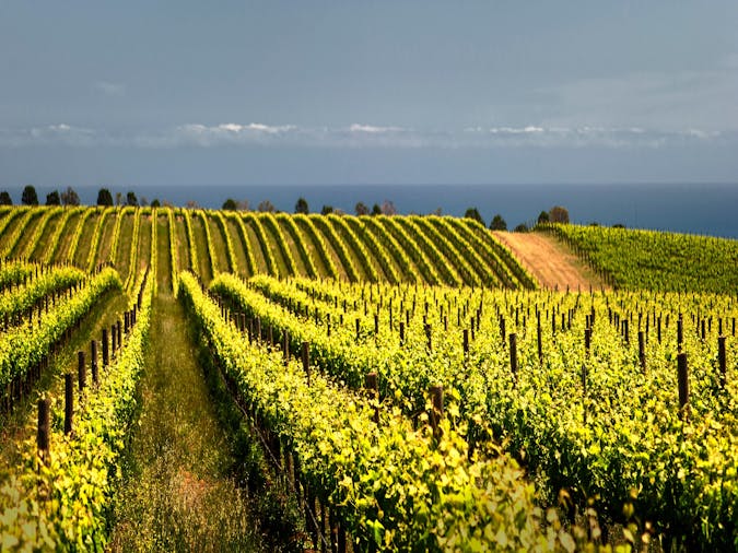 Cheese and Wine Trail McLaren Vale Private Tour