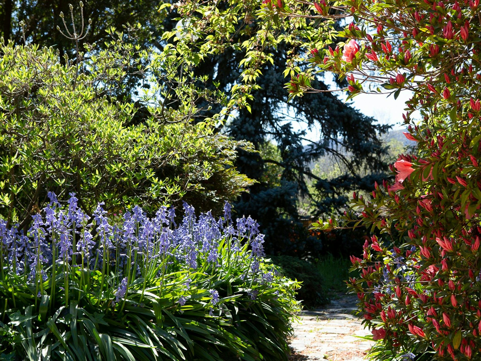 Rosetta's garden in bloom