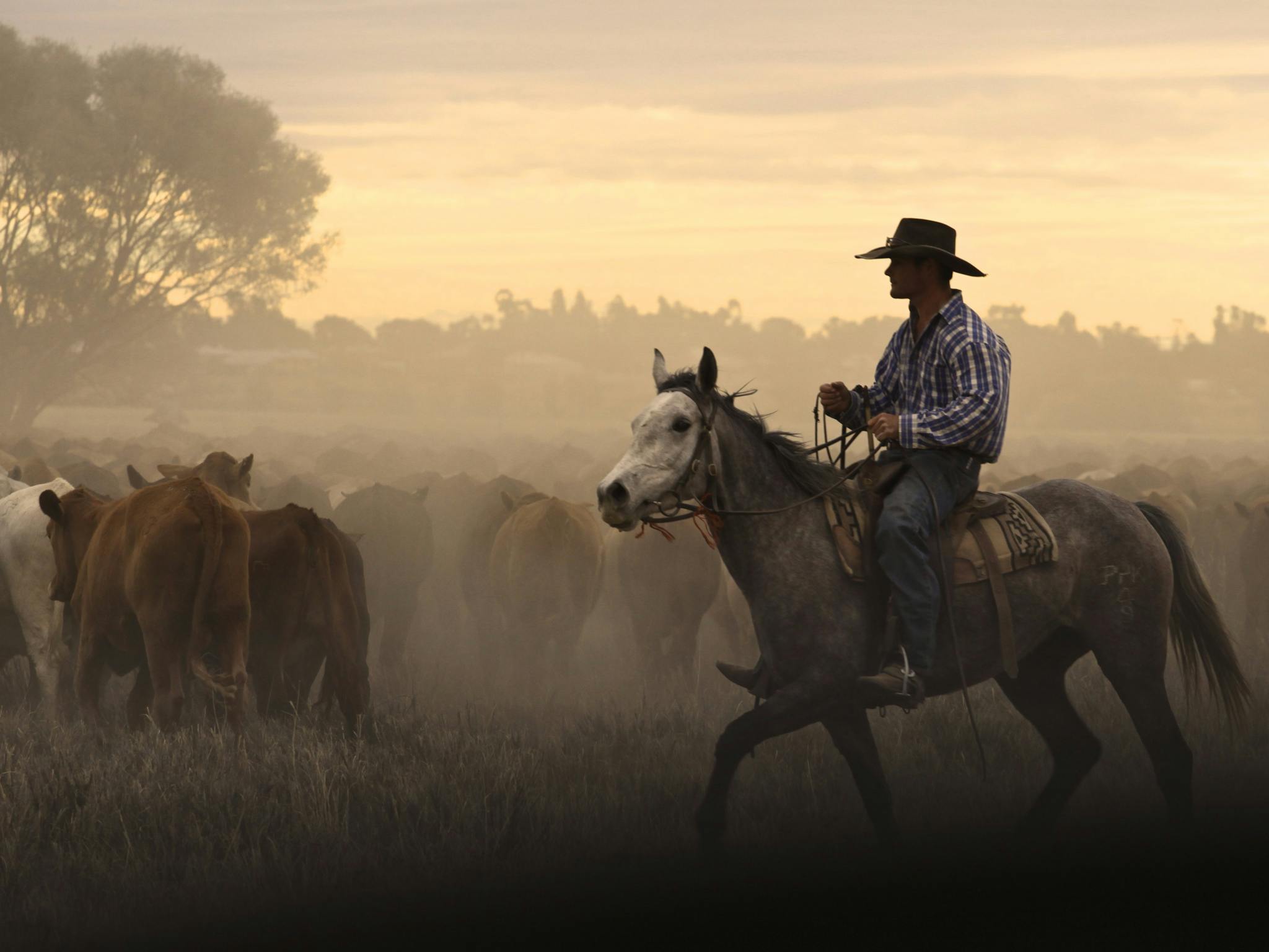 cowboy cowboy