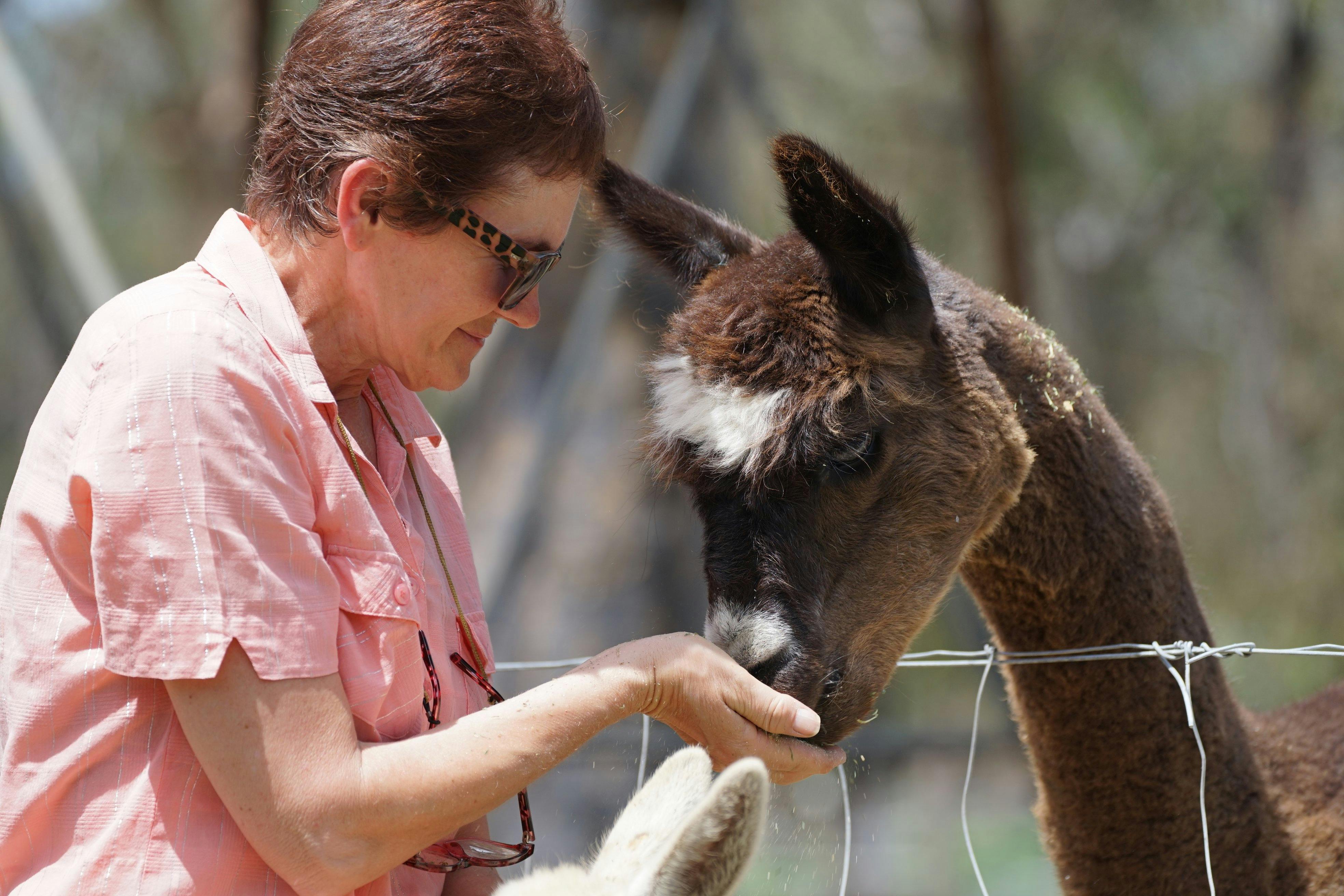 Mysteria Alpacas