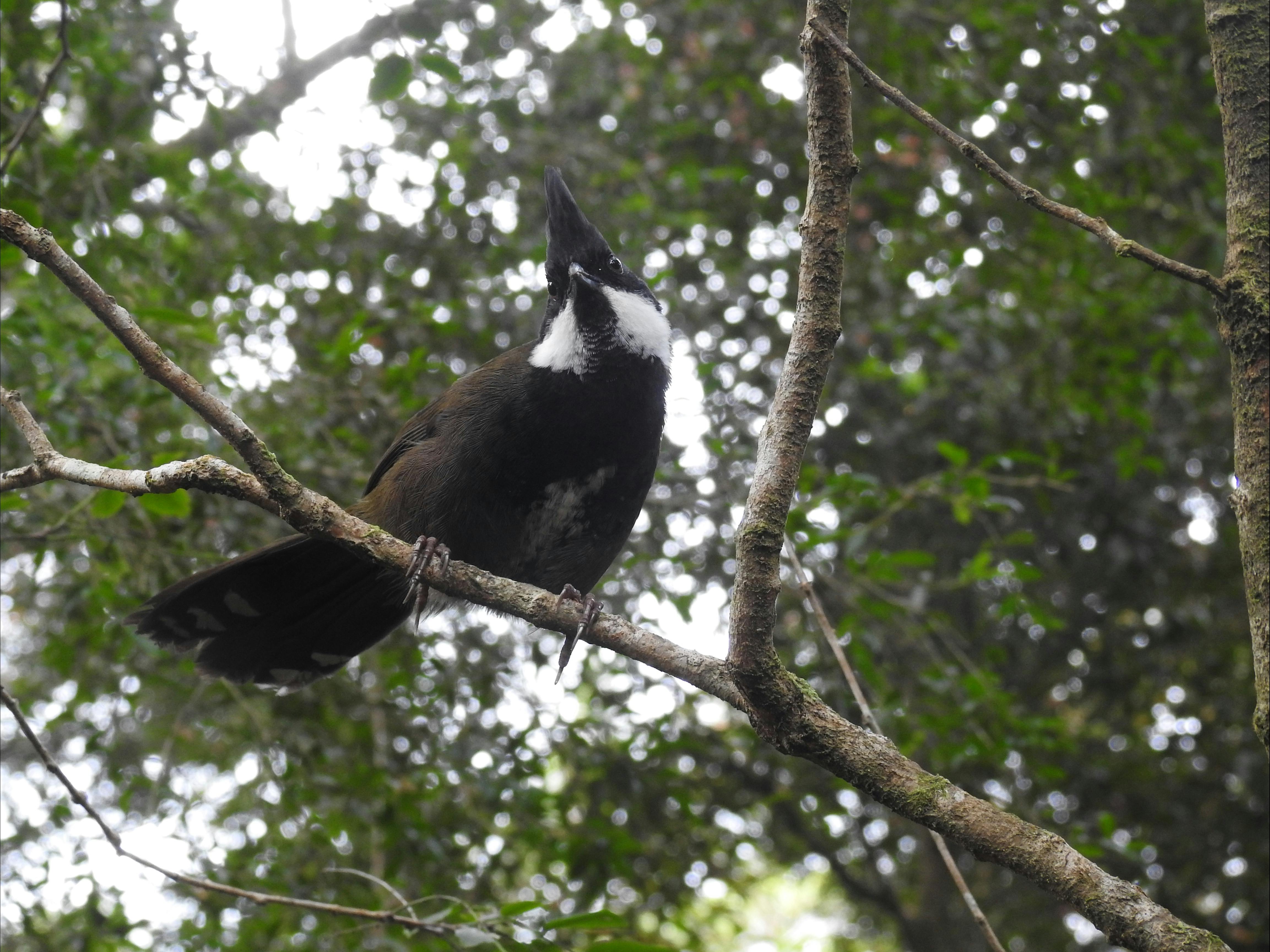 Eastern whipbird: a familiar forest sound, as the male calls and the female answers