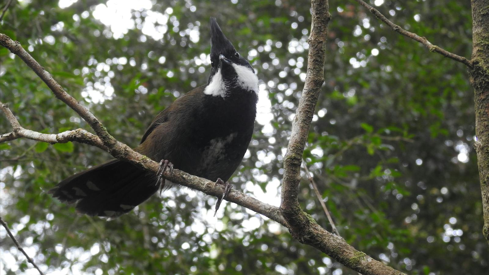 Whipbird