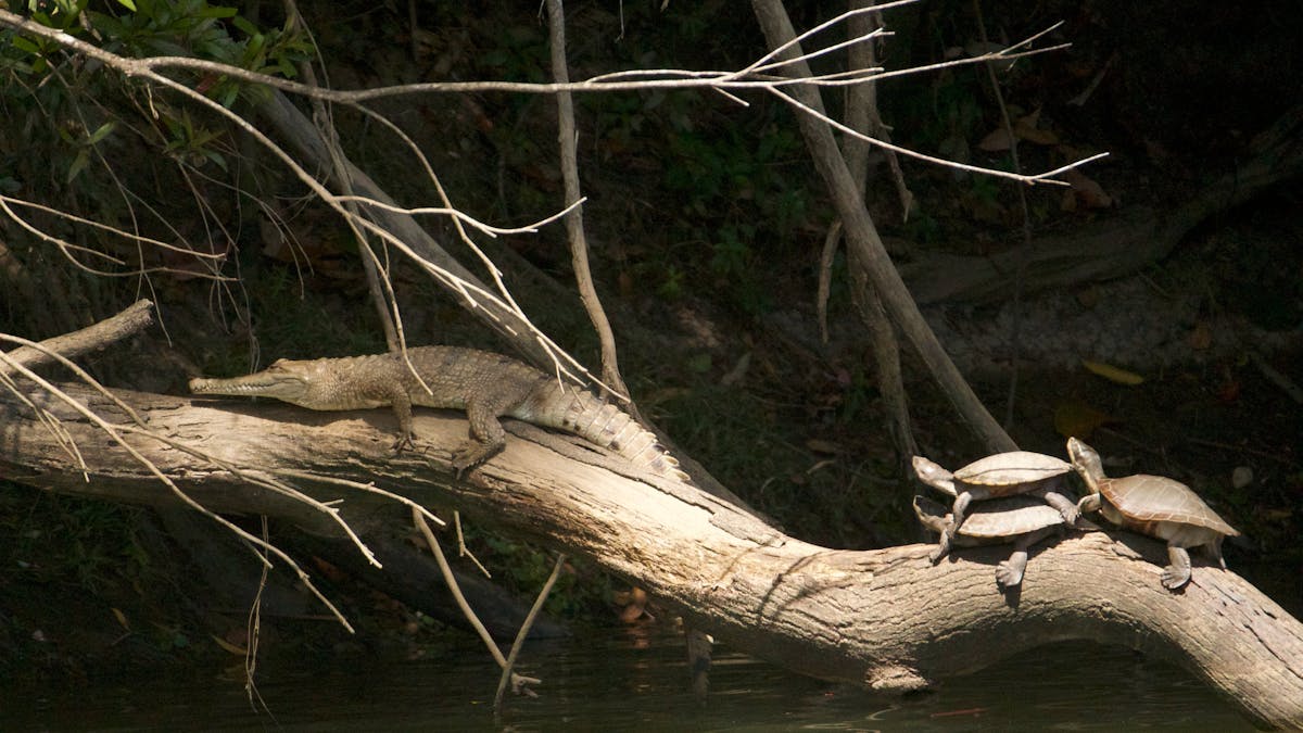 Freshwater crocodile on log with freshwater turtles