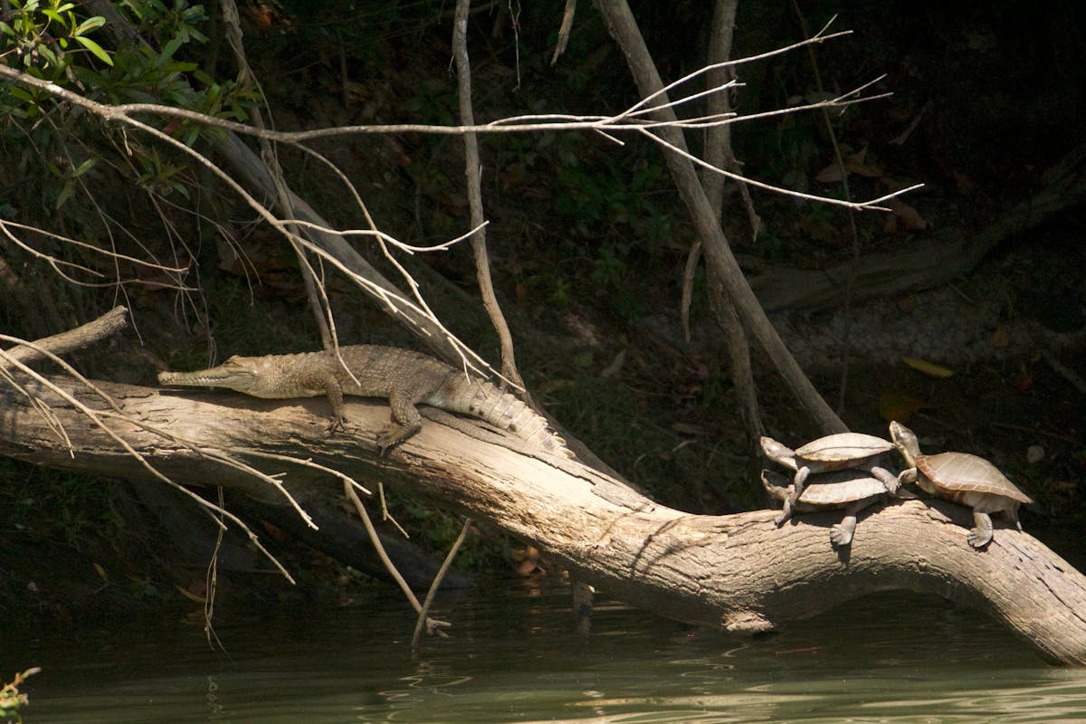 Freshwater crocodile on log with freshwater turtles
