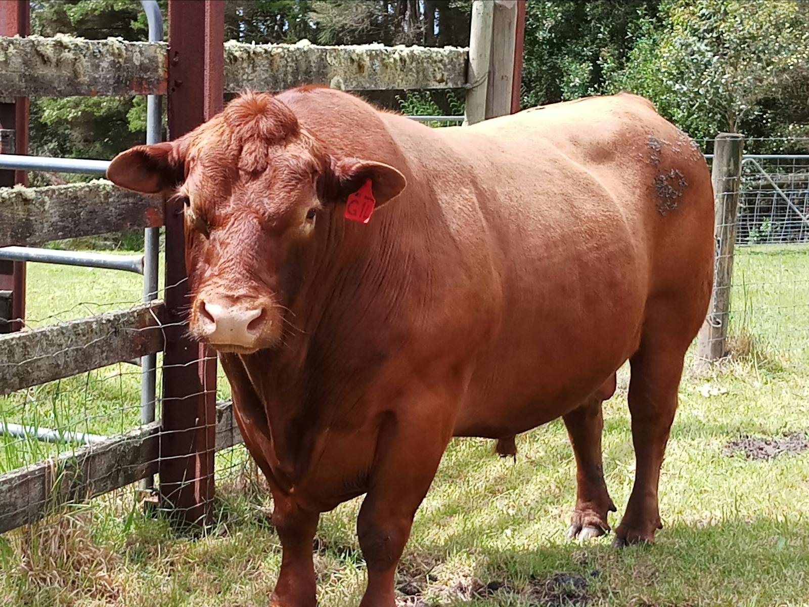 Our red angus bull Rex..