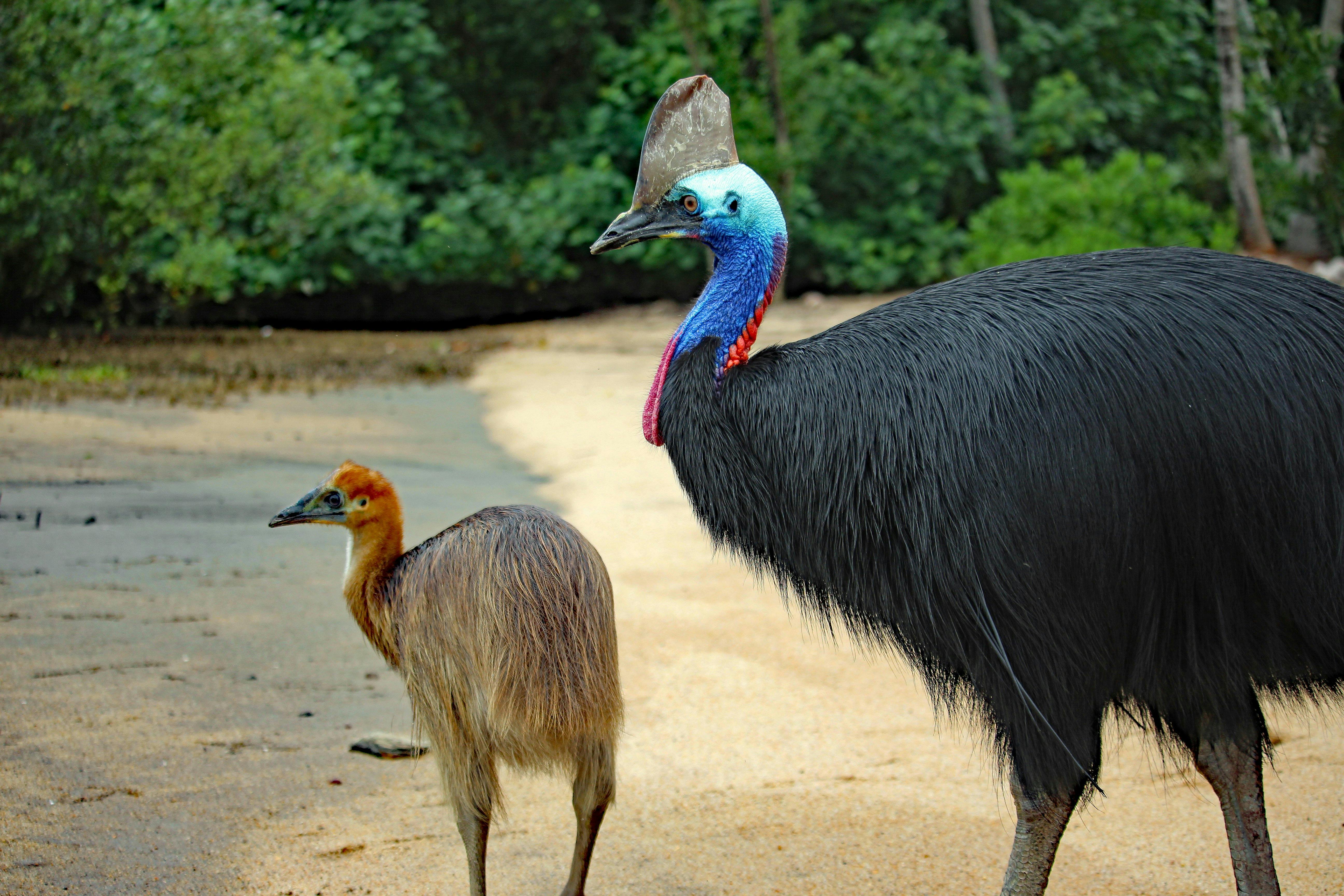Cassowaries