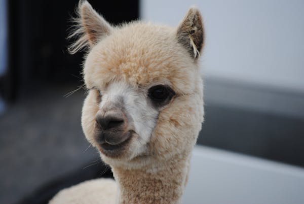 Alpaca Farm Tours with Toffeemont
