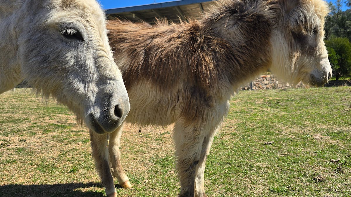2 miniature donkeys