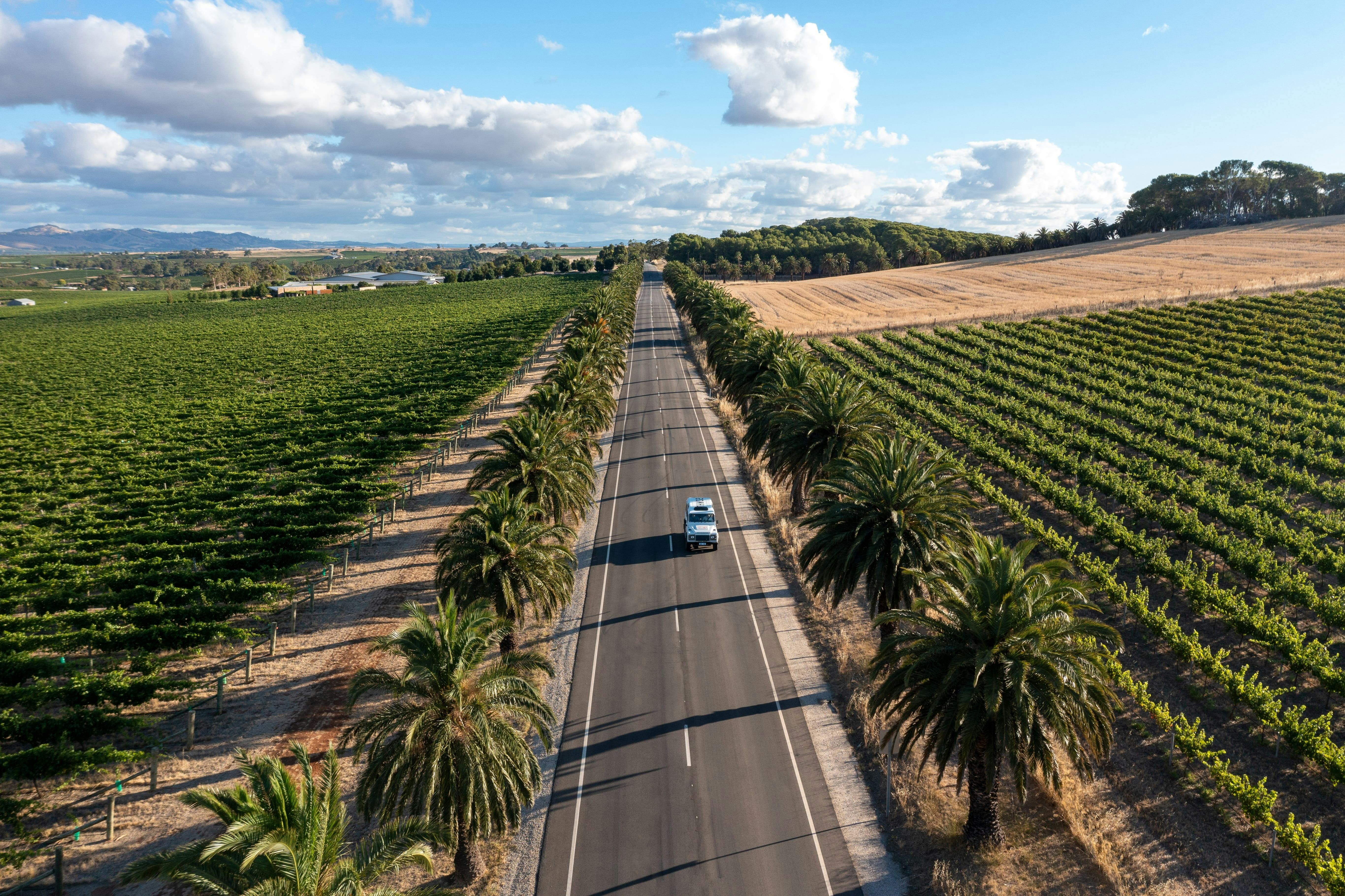 Aerial View in the barossa Valley with vines and date palms lining the road