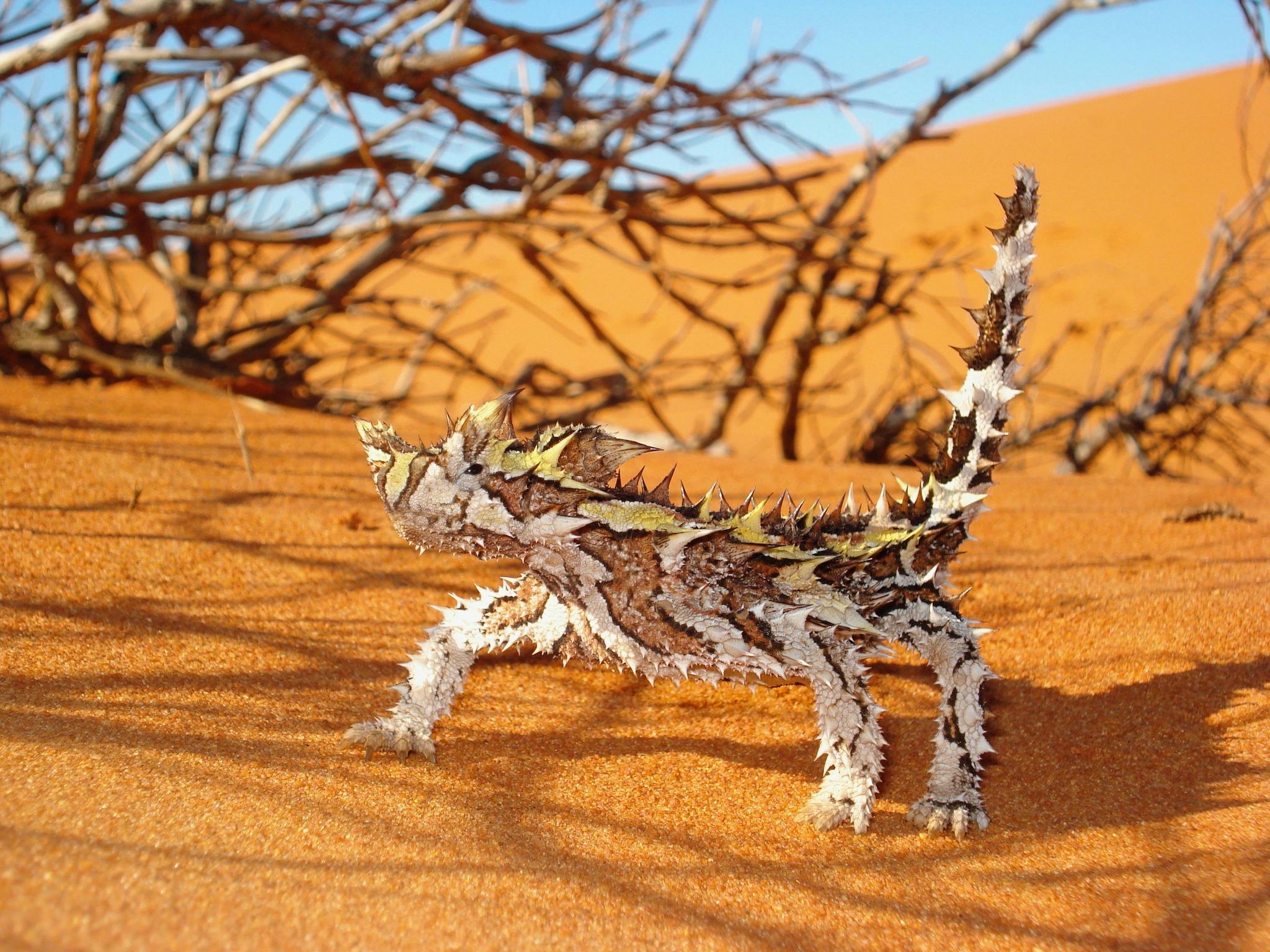 Thorny Devil - François Peron National Park 4WD Tour
