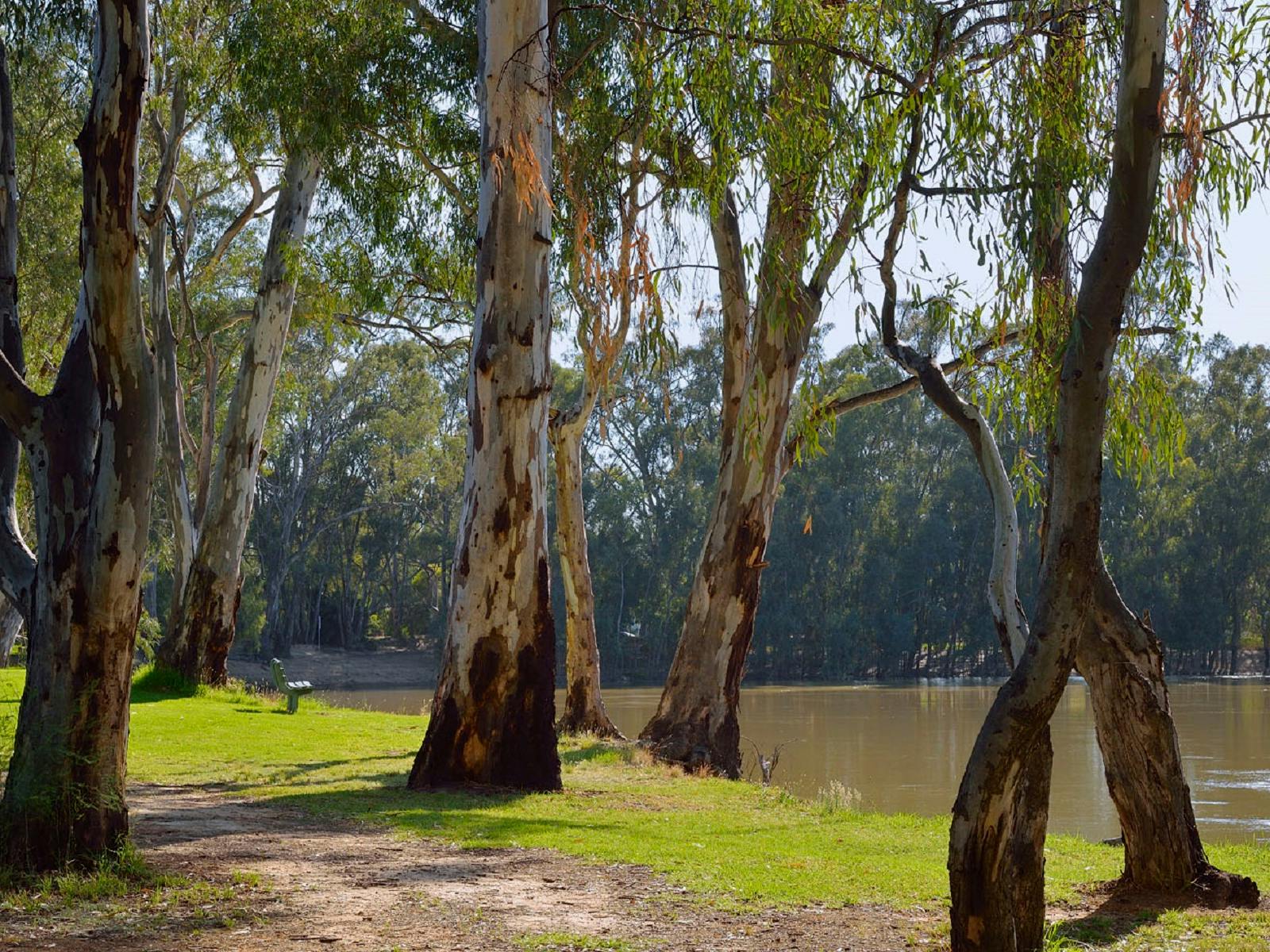 landscape of the Murray River at Barham