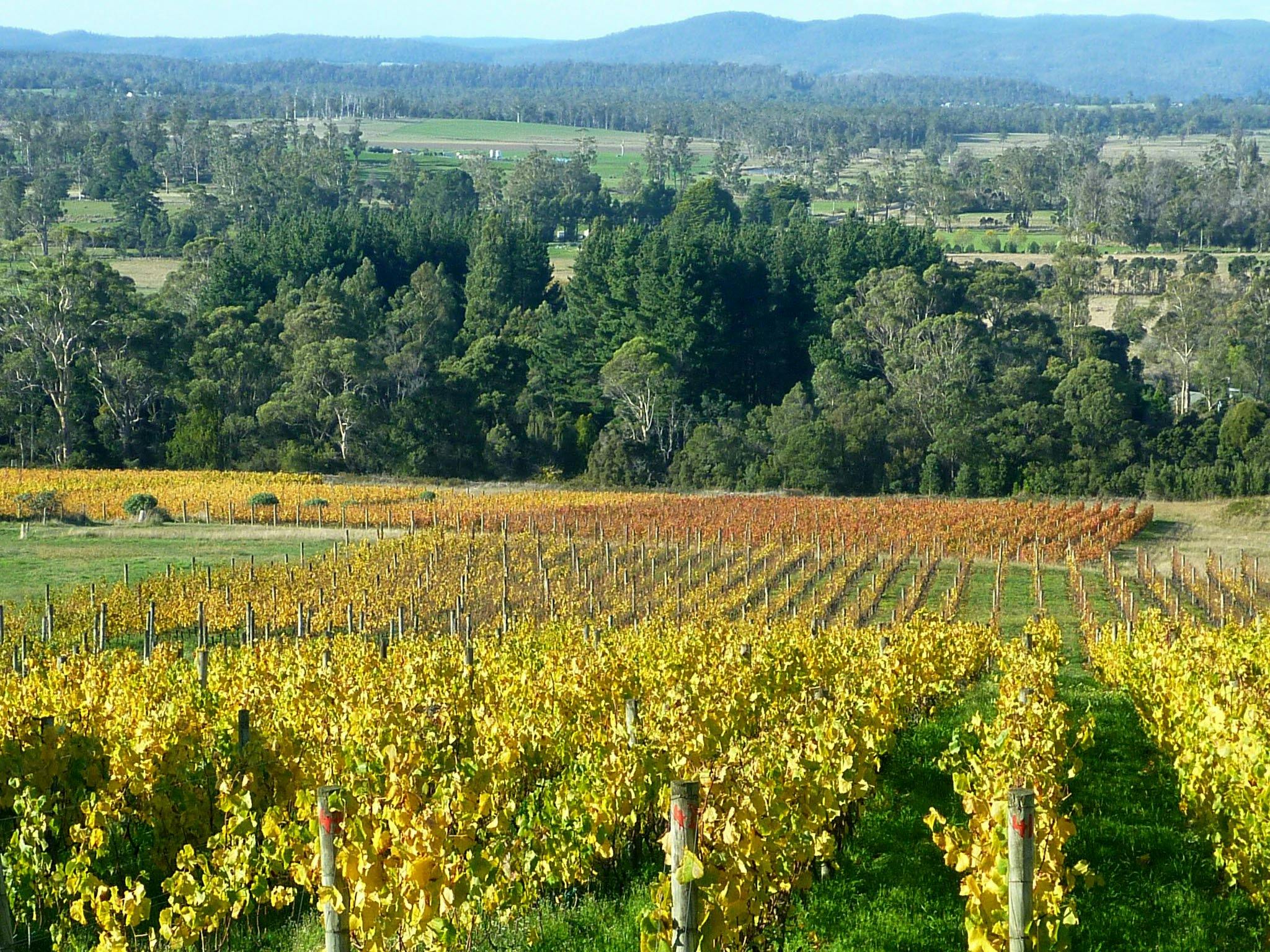 Pinot Blanc, Malbec and Pinot Noir vines showing autumn coloured leaves at Grey Sands