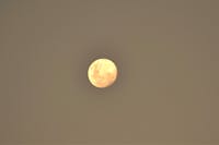 Mareeba Moon