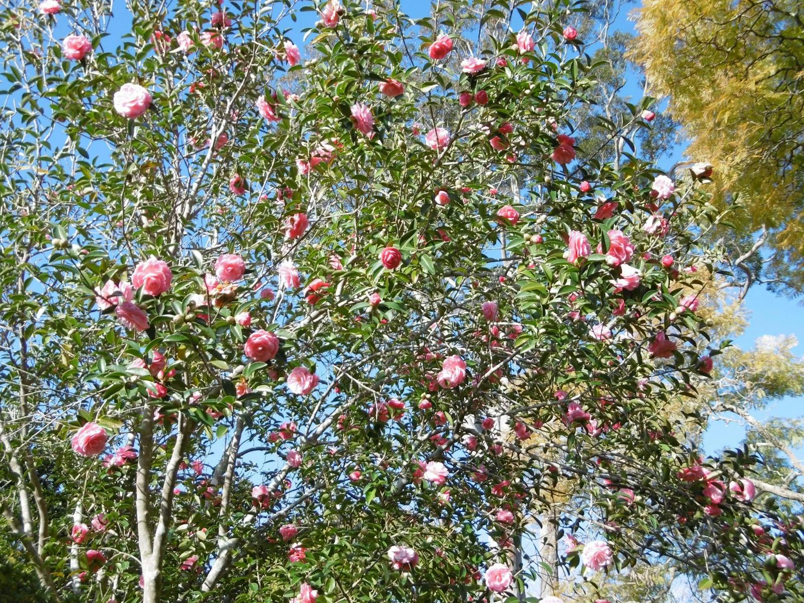 Eryldene 歷史建築和花園