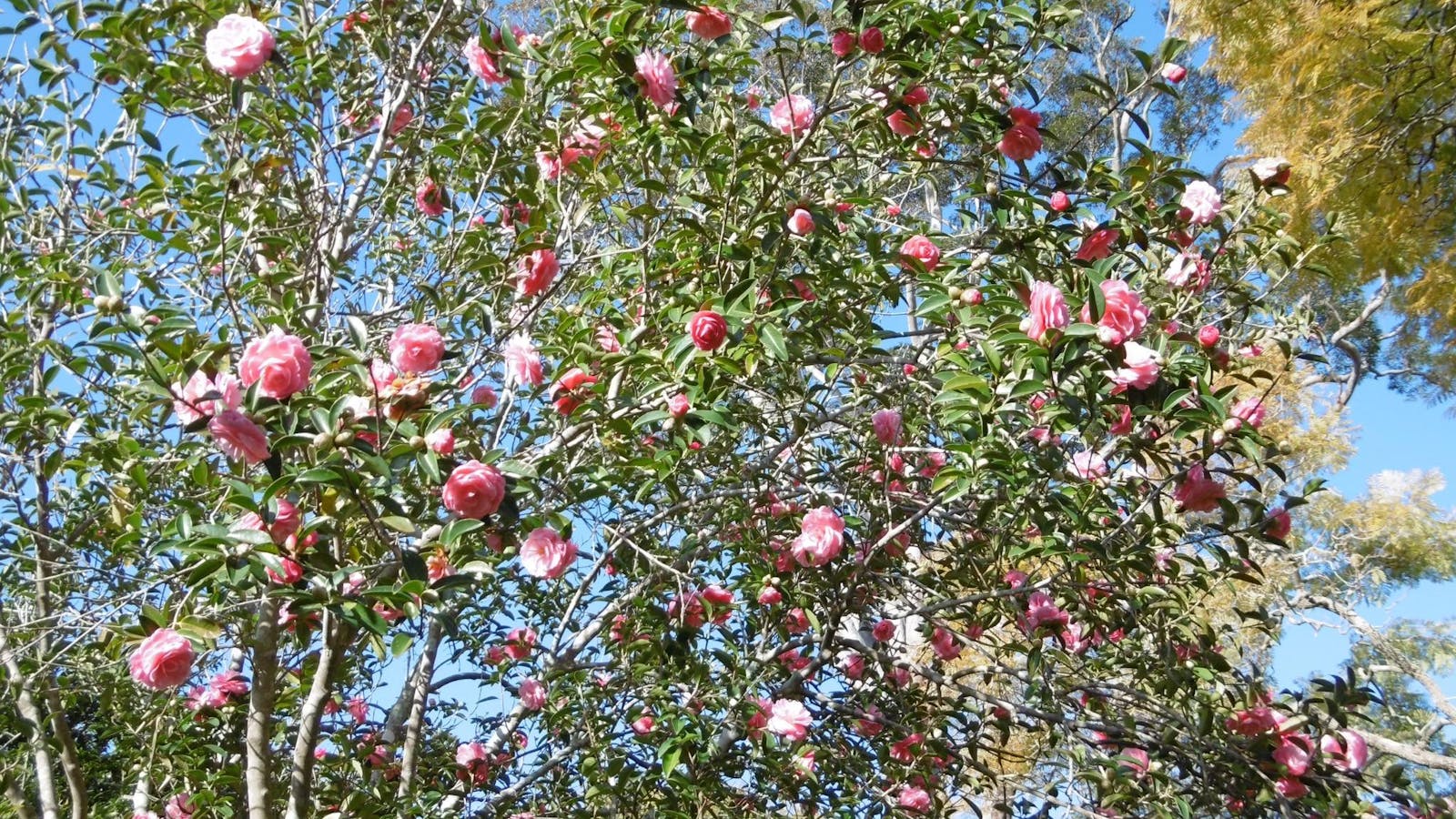 Eryldene Historic House and Garden