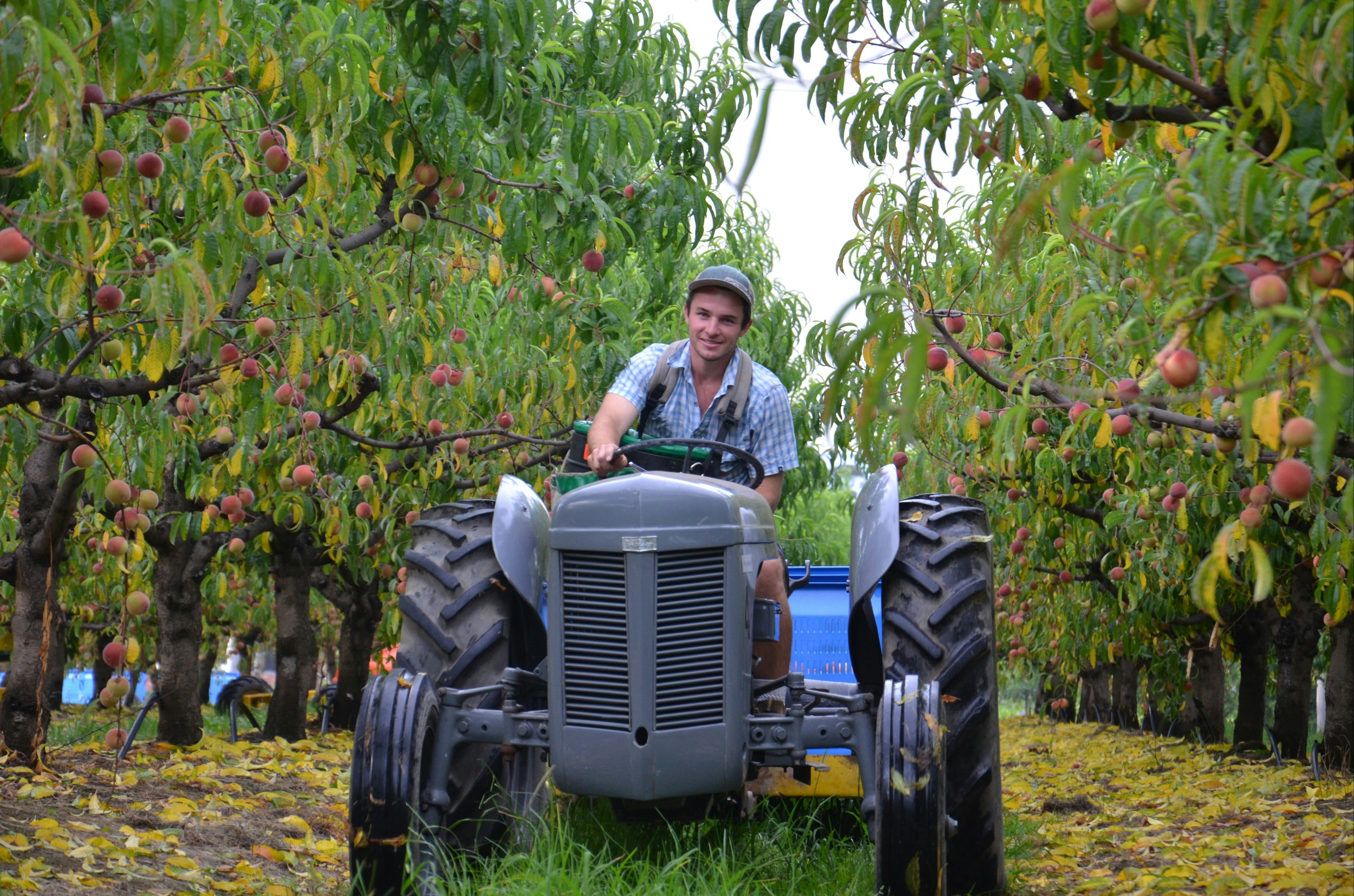 young man driving tractor through peach tree rows, trees heavy with fruit with fruit