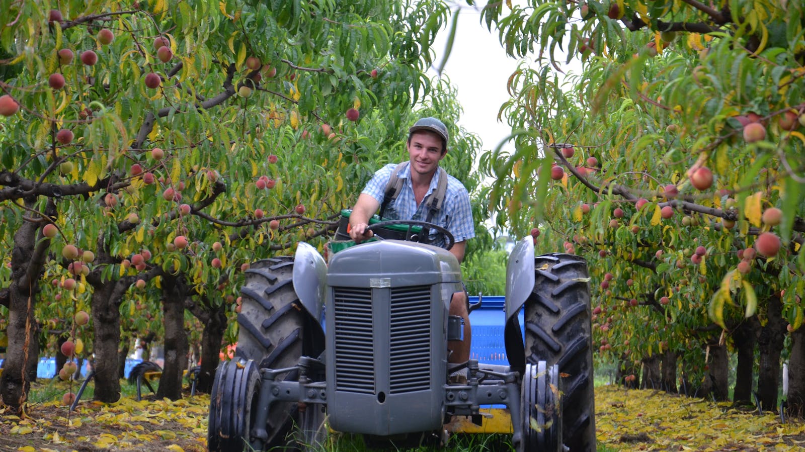 Darkes Glenbernie Orchard