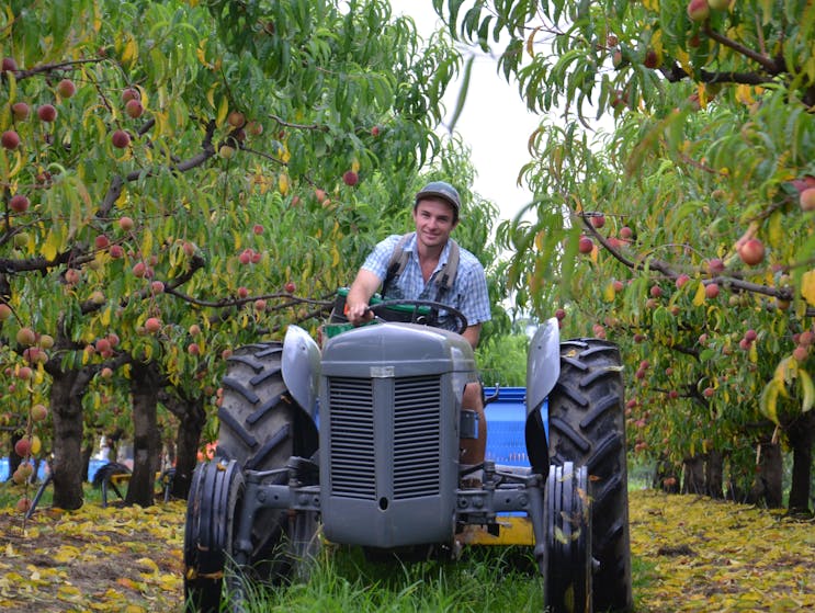 Fruit picking at Glenbernie Orchard