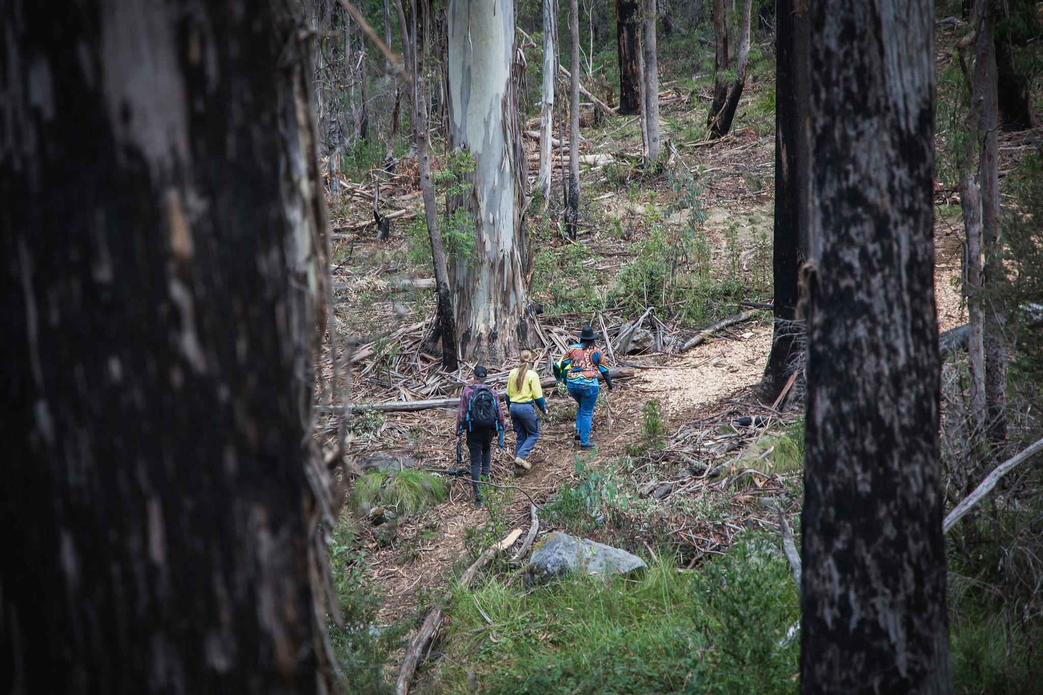 Alpine Ash Walk, Bago State Forest