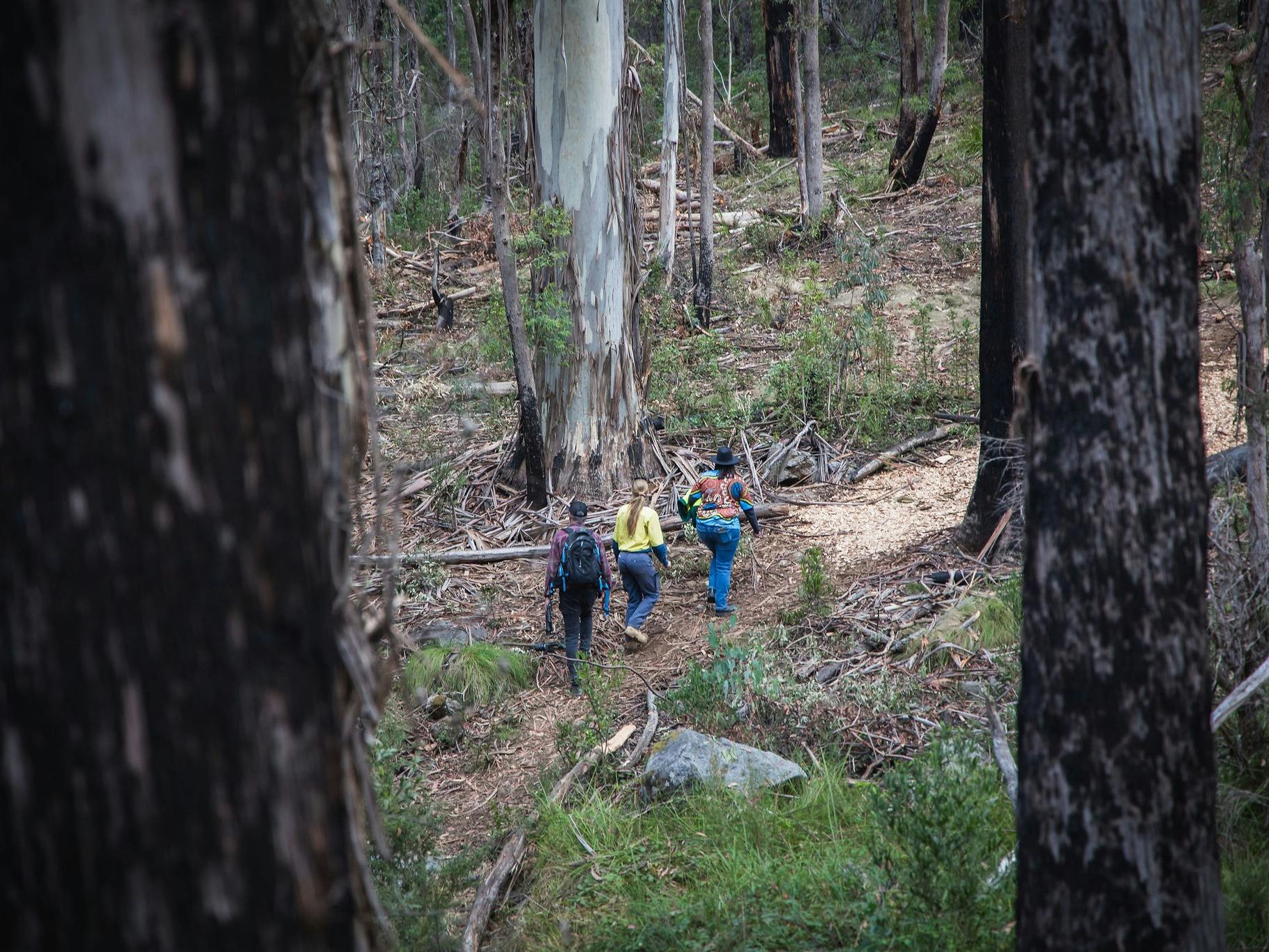 Alpine Ash Walk, Bago State Forest