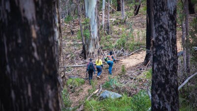 Visitors along the Alpine Ash Walk