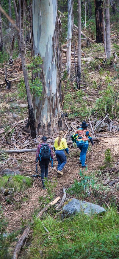 Visitors along the Alpine Ash Walk