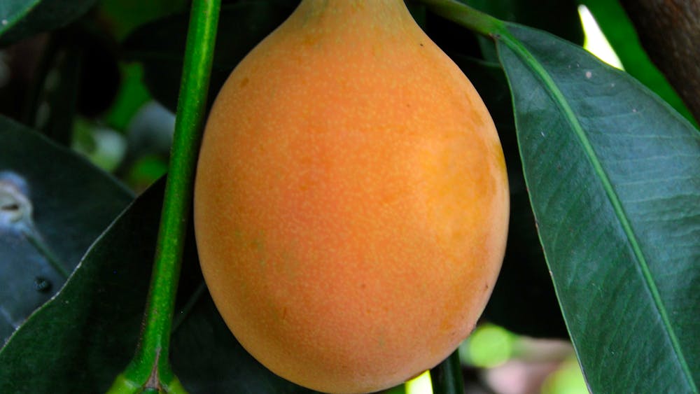Achacha Fruit Plantation