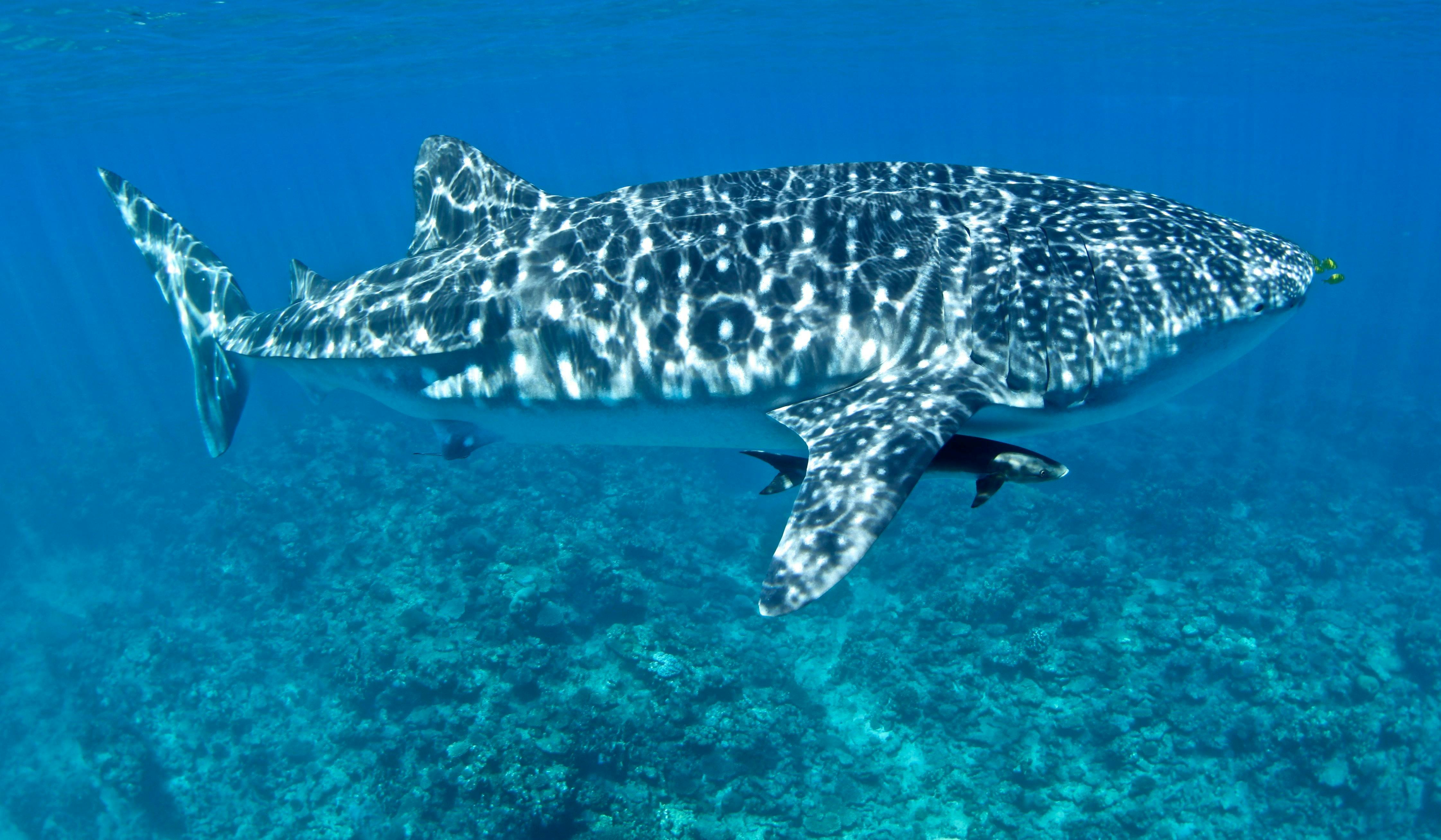 Three Islands Whale Shark Dive, Exmouth, Western Australia