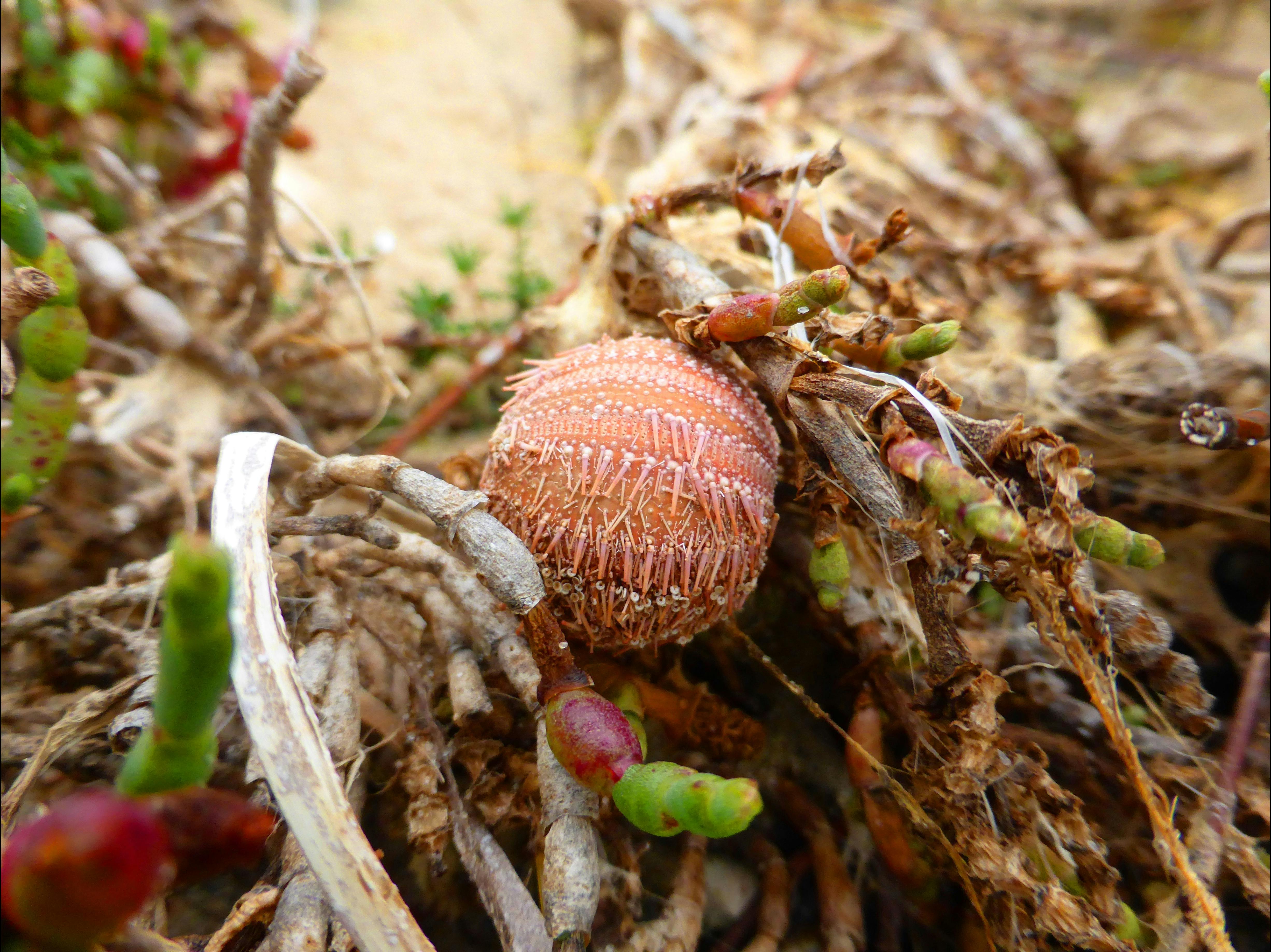 Mundoo Island Station and Coorong Tours