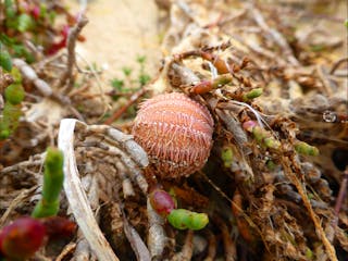 Mundoo Island Station and Coorong Tours