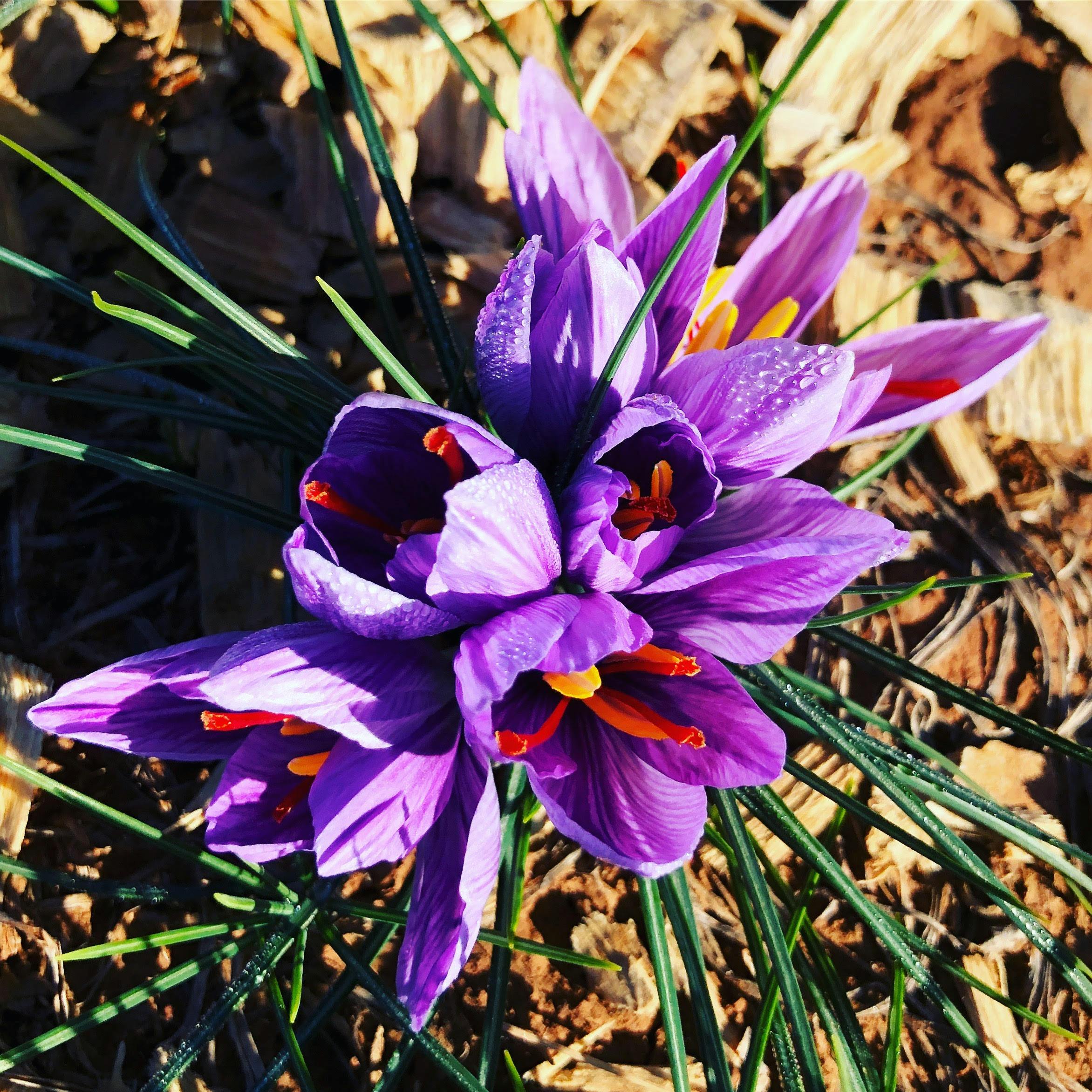 Saffron in Bloom