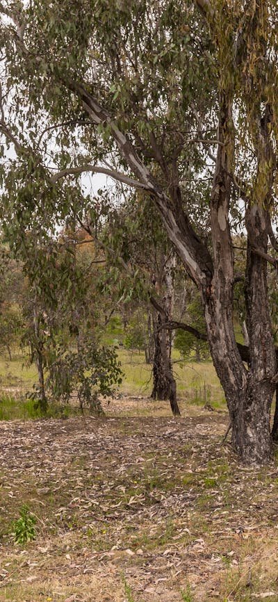 Warogong Sugarloaf walking track
