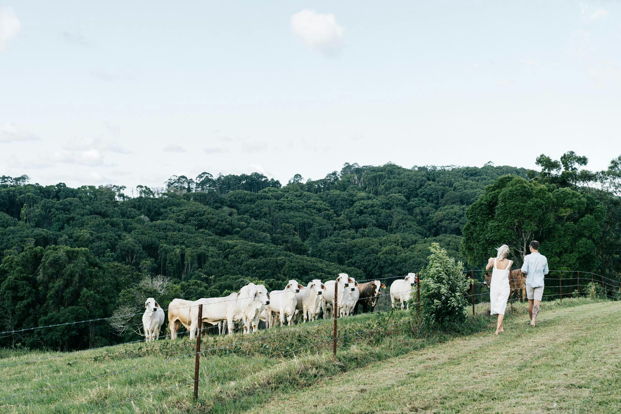 A couple walking along photographing our cattle and their calves
