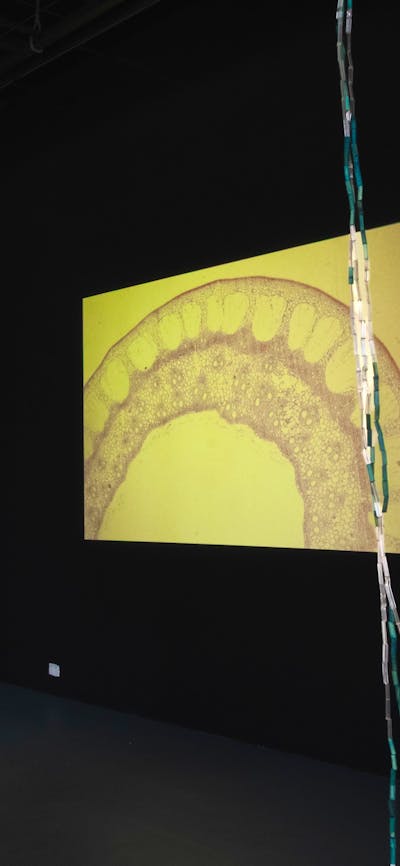 Installation view of Maree Clark: Seeing the Invisible with reed necklaces and projection in backgro