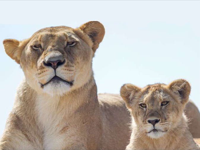 Lions at Bedtime