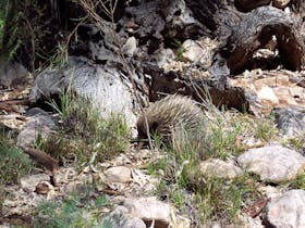 Echidna out for a walk