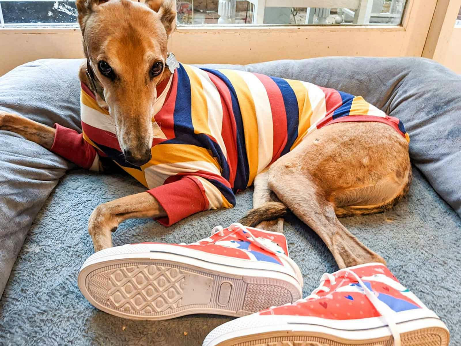 Cute greyhound wearing Mount Vic and Me greyhound love red sneakers