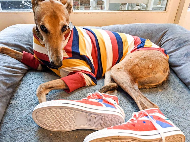 Cute greyhound wearing Mount Vic and Me greyhound love red sneakers
