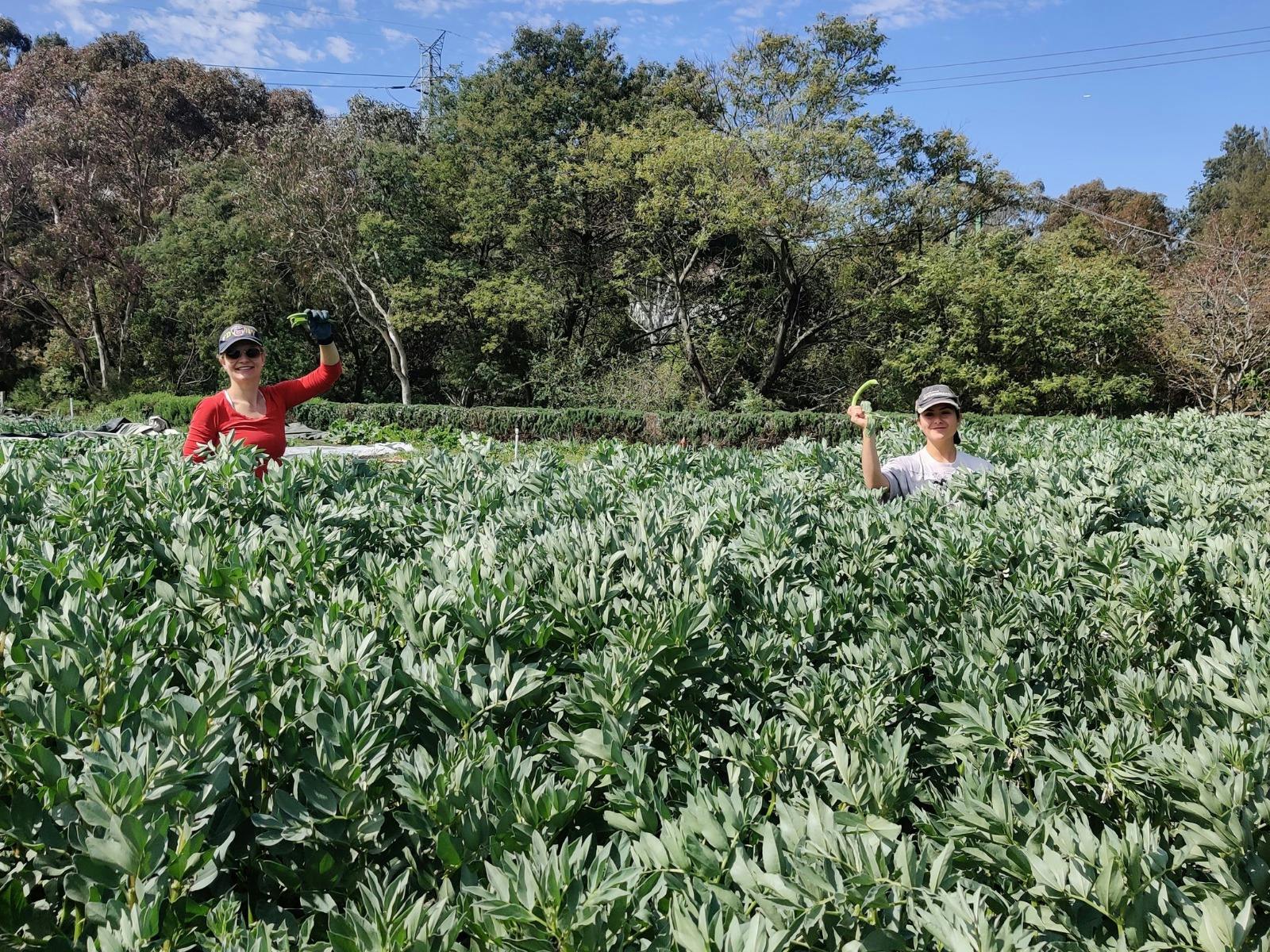 Two people hold up broad beans they're picked on the farm at Joe's Market Garden.