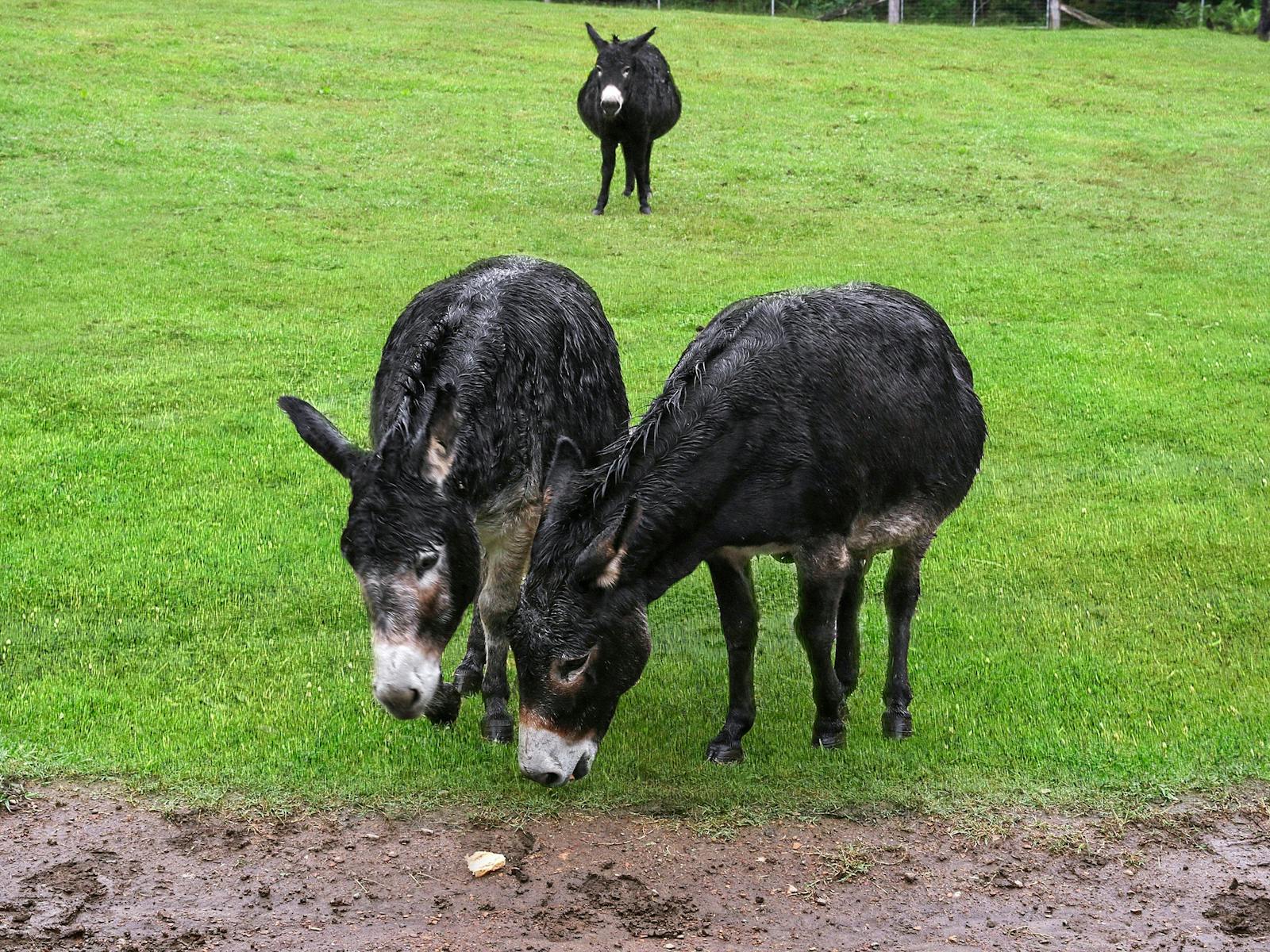 Donkeys